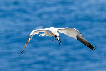 An adult gannet flying through the air over the blue ocean. The seabird has a yellow head, long thin neck, long white wings with black tips, and long black tail. It has blue eyes and a long black bill