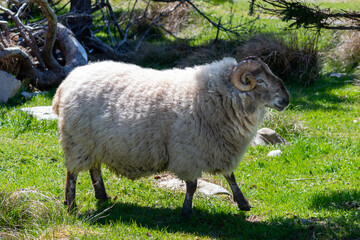 A large ram with a thick woolly fleece grazing in a lush green garden. The farmland has trees, grass, and large rocks on the farm. The animal has curved horns or shofar with a dark black face.   © Dolores  Harvey