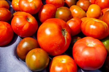 Large fresh organic beef tomatoes. The bright red raw vegetable has smooth skin with the stalks removed. There are several turning from green to vibrant red. The food is for sale at a farmer's market.