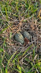 Southern lapwing bird eggs (Vanellus Chilensis) in nest in grass.