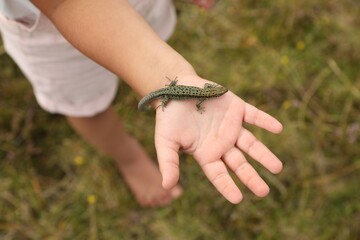 Little girl holding lizard on blurred background, top view. Enjoying beautiful nature
