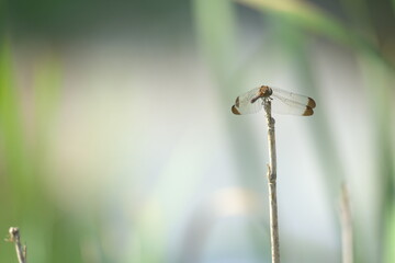 羽を休める赤トンボ