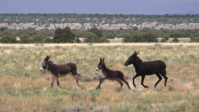 Wild burros in the San Rafael Swell through the Sinbad HMA wilderness in Utah.