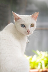 Khao manee Cat have diamond 2 colors on the eyes in nature background.