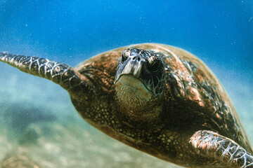 Obraz premium Honu