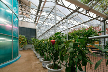 Vibrant Greenhouse with Lush Plants and Bright Peppers