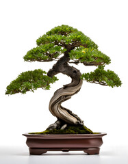 A golden dragon statue stands majestically in a tranquil Asian garden beside a beautifully sculpted bonsai tree, symbolizing cultural heritage and spiritual harmony