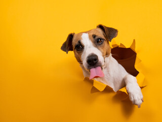 Licking jack russell terrier comes out of a paper orange background tearing it. 