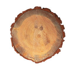 Slice Stump of Tree with Annual Rings. Isolated. File with Clipping Path.