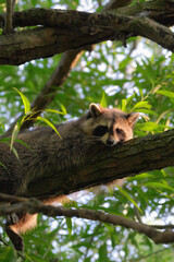 Sleepy raccoon on a branch. © Dasha