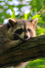 Sleepy raccoon on a branch. © Dasha