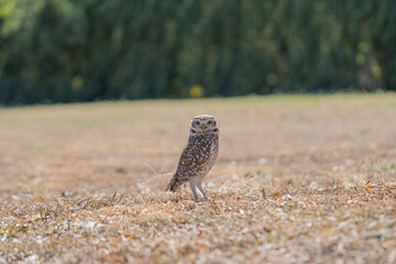 lechuza c&oacute;rdoba