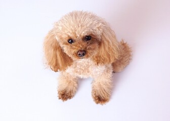 ふわふわしたトイプードル