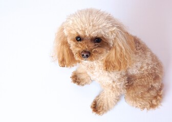 上からみたトイプードル