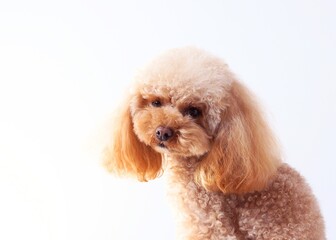 トイプードルのアップ