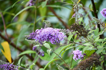 フサフジウツギ　Summer Lilac