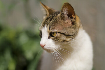 Gato doméstico, urbano, inteligente e carinhoso