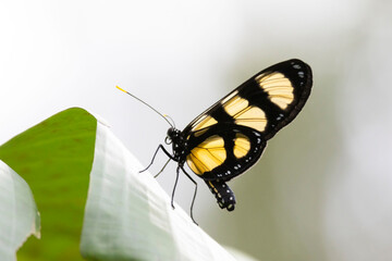 Fototapeta premium Close up of a beautiful butterfly perched