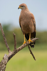Savanna Hawk (Buteogallus meridionalis)