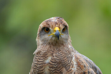 Savanna Hawk (Buteogallus meridionalis)