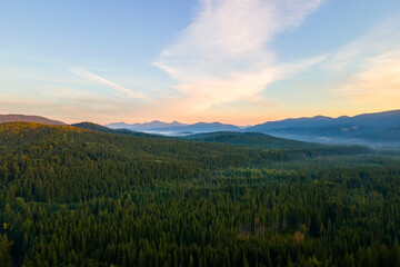 Aerial view of foggy evening over high peaks with dark pine forest trees at bright sunset. Amazing scenery of wild mountain woodland at dusk