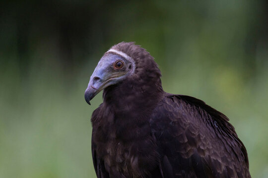 Turkey Vulture (Cathartes aura)