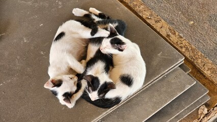 panda