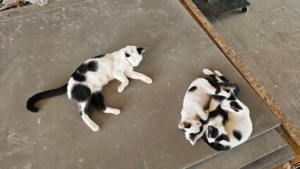black and white puppies