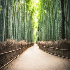 forêt de bambous