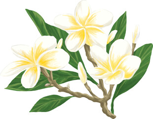 Frangipani flower painting botanical illustration