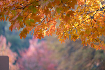 Autumn forest background. Vibrant colorful trees foliage in fall park. Nature change leaves in October season