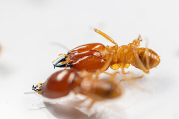 Close up of the Small termite in Petri dish glass for education in Laboratory.
