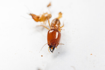 Close up of the Small termite in Petri dish glass for education in Laboratory.
