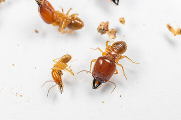 Close up of the Small termite in Petri dish glass for education in Laboratory.