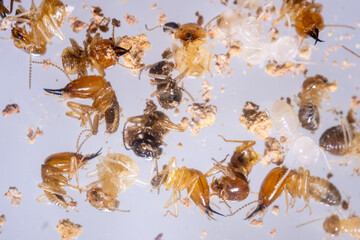 Close up of the Small termite in Petri dish glass for education in Laboratory.