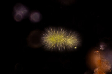 Study of Protozoa and Algae under the microscope for education.