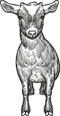 Vintage hand drawn sketch of pygmy goat