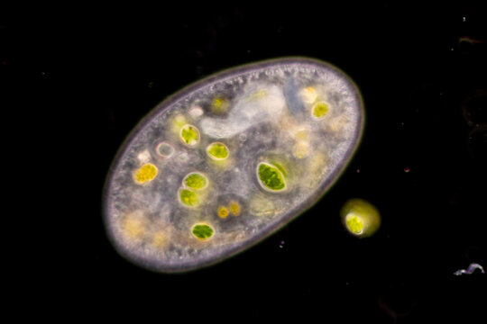 Study of Protozoa and Algae under the microscope for education.