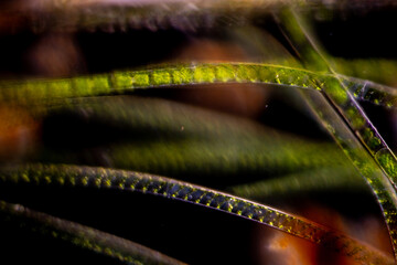 Study of Protozoa and Algae under the microscope for education.