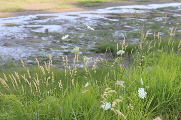Wildflowers on a beach or a coastline. Summer background. Environment and ecology. Riverside and nature. Summer or spring calendar.
