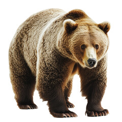 Fototapeta premium PNG Grizzly bear standing in a natural pose against a white background
