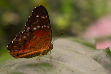butterfly on leaf