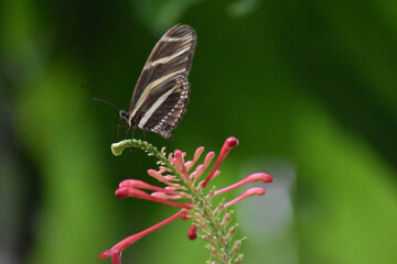 butterfly on a flower