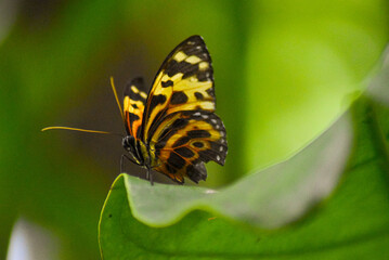 Obraz premium butterfly on a leaf