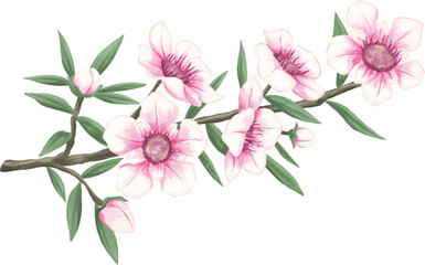 Manuka flower botanical painting illustration