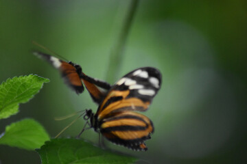 Obraz premium butterfly on leaf