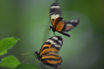 butterfly on leaf