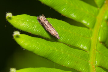 Mariposa Untomia albistrigella