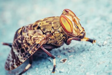 Signal fly standing on the ground showing its big red eyes.