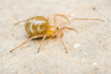 Yellow spider walking on the floor.